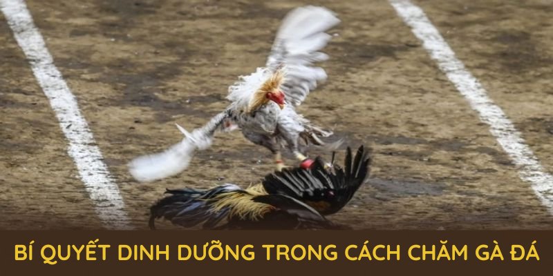 Bí quyết dinh dưỡng trong cách chăm gà đá từ chuyên gia hàng đầu