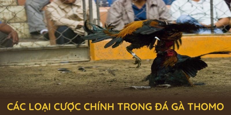 Các loại cược chính trong Đá gà Thomo mà bạn nên biết