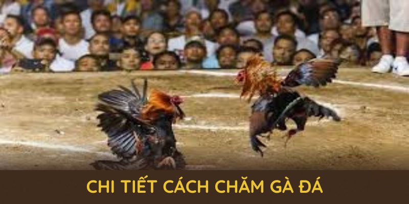 Hướng dẫn chi tiết cách chăm gà đá bắt đầu từ khâu chọn giống chuẩn