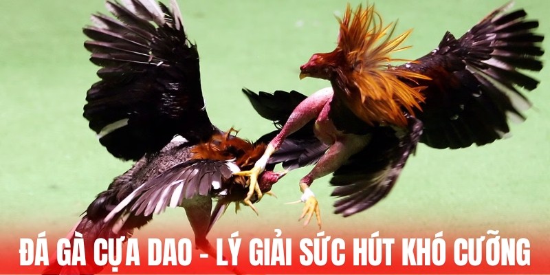 Đá gà cựa dao - Lý giải điều làm nên sức hút khó cưỡng 