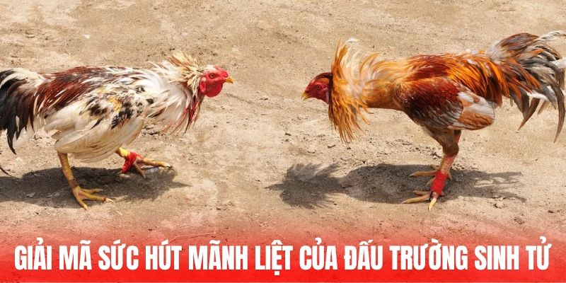 Giải mã sức hút mãnh liệt của đấu trường sinh tử 