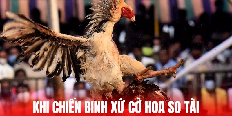 Khi chiến binh xứ cờ hoa so tài 