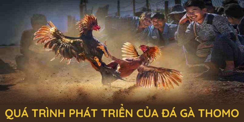 Khám phá quá trình phát triển của Đá gà Thomo tại 18WIN