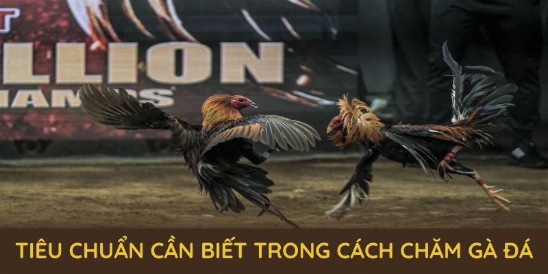 Những tiêu chuẩn cần biết trong cách chăm gà đá về chuồng trại